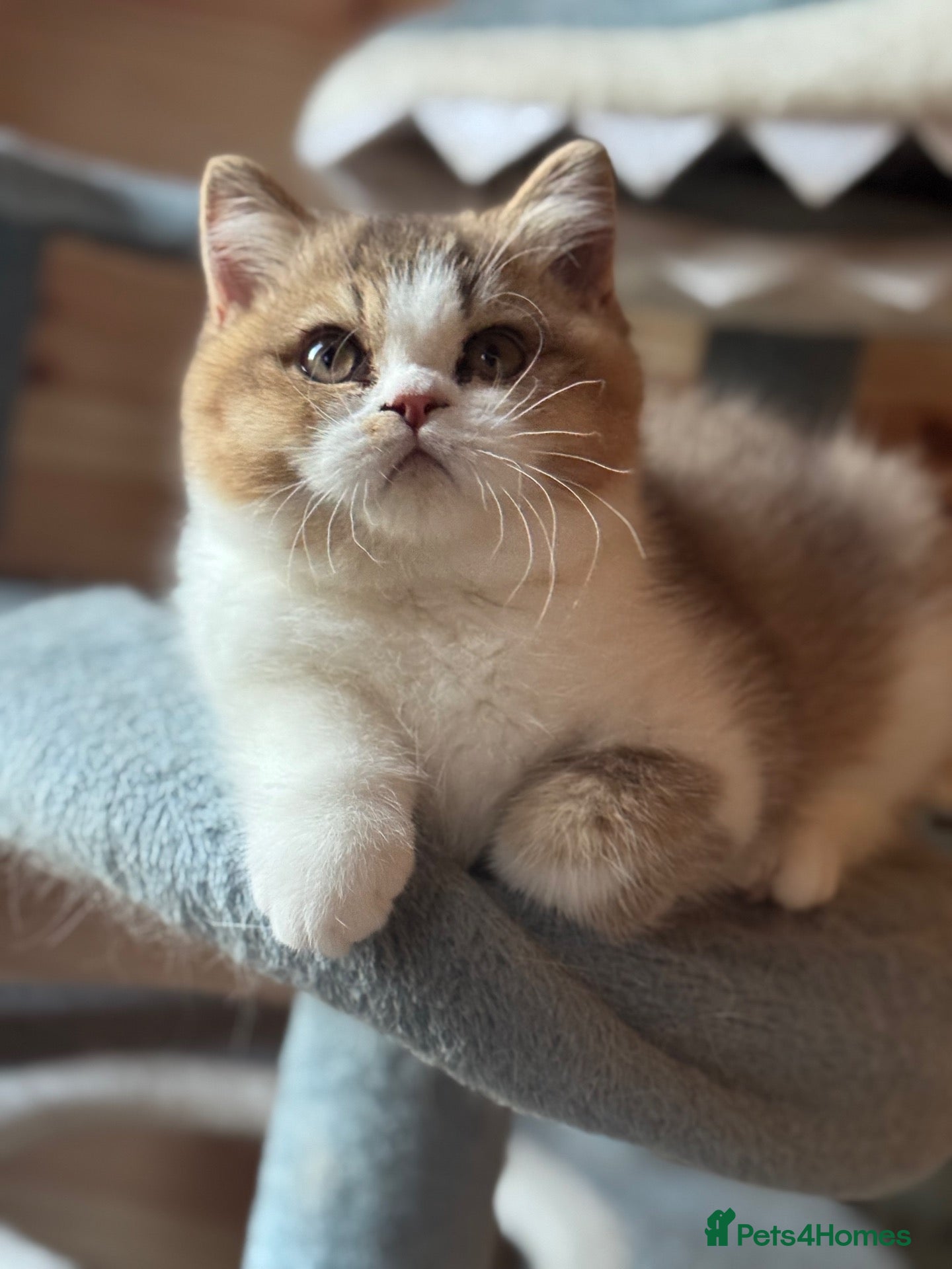 British Shorthair cats TICA reg tabby bi colours ready from next Sunday  - Advert 4