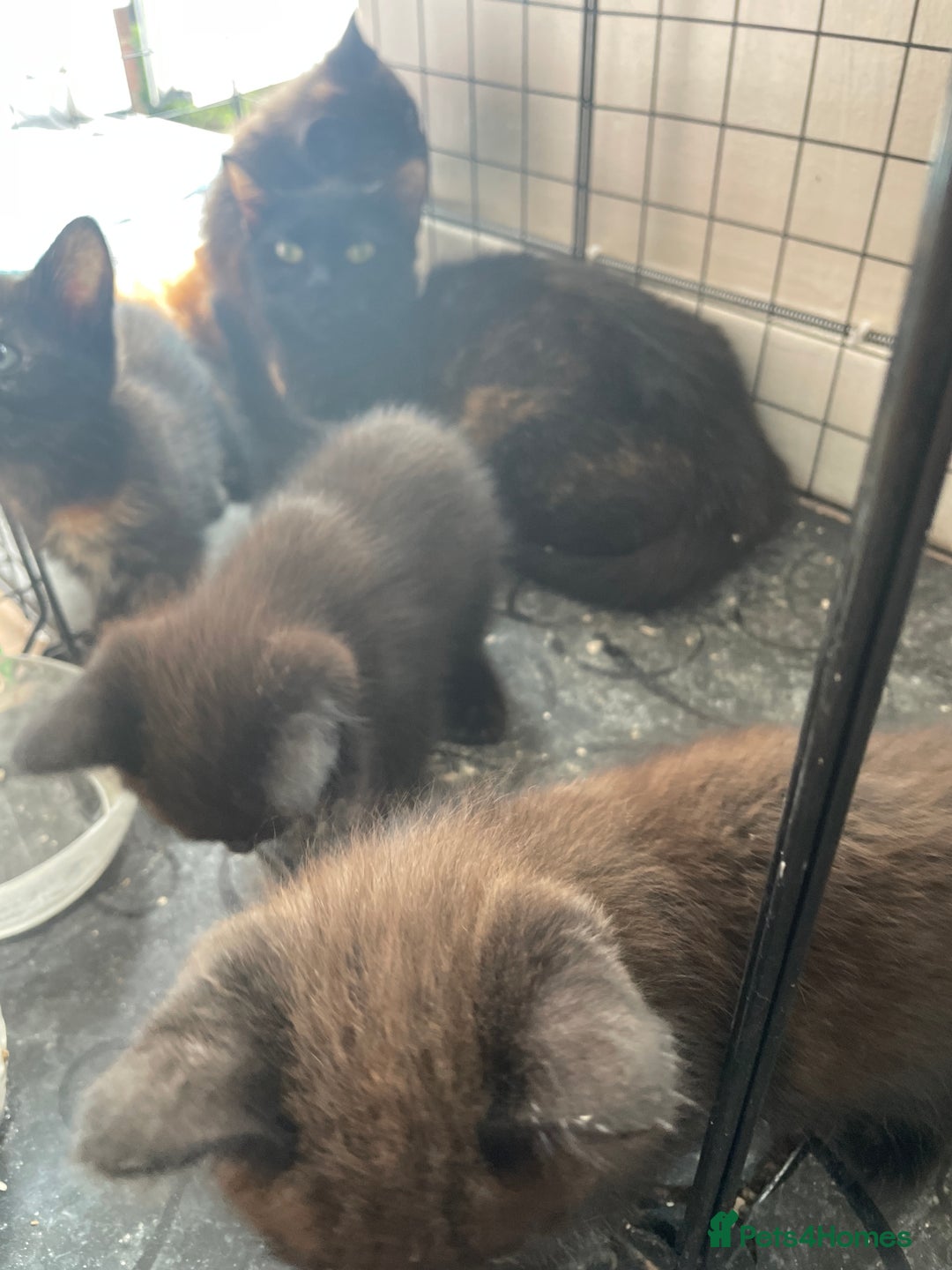 Mixed Breed cats for sale: I have 4 kittens  - Image 2