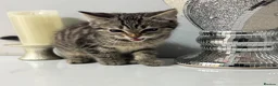 Mixed Breed cats for sale: Kitten female tabby - Advert 6