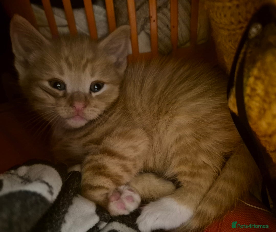 Mixed Breed cats for sale: 1/4 Maine Coon kittens - Advert 6