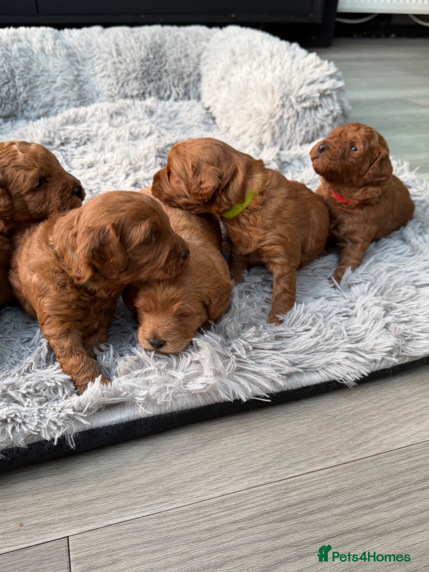 Labradoodle dogs for sale: ** 5 *Beautiful Labradoodles Ready 29th November * - Advert 1
