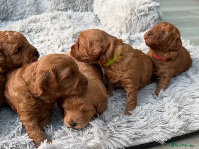 Labradoodle dogs for sale: ** 5 Beautiful Labradoodles Ready 29th November ** - Advert 1