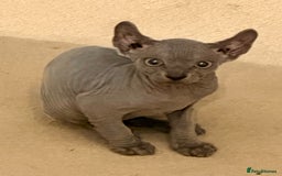 Sphynx cats for sale: Dwelf and Elf kittens - Image 18
