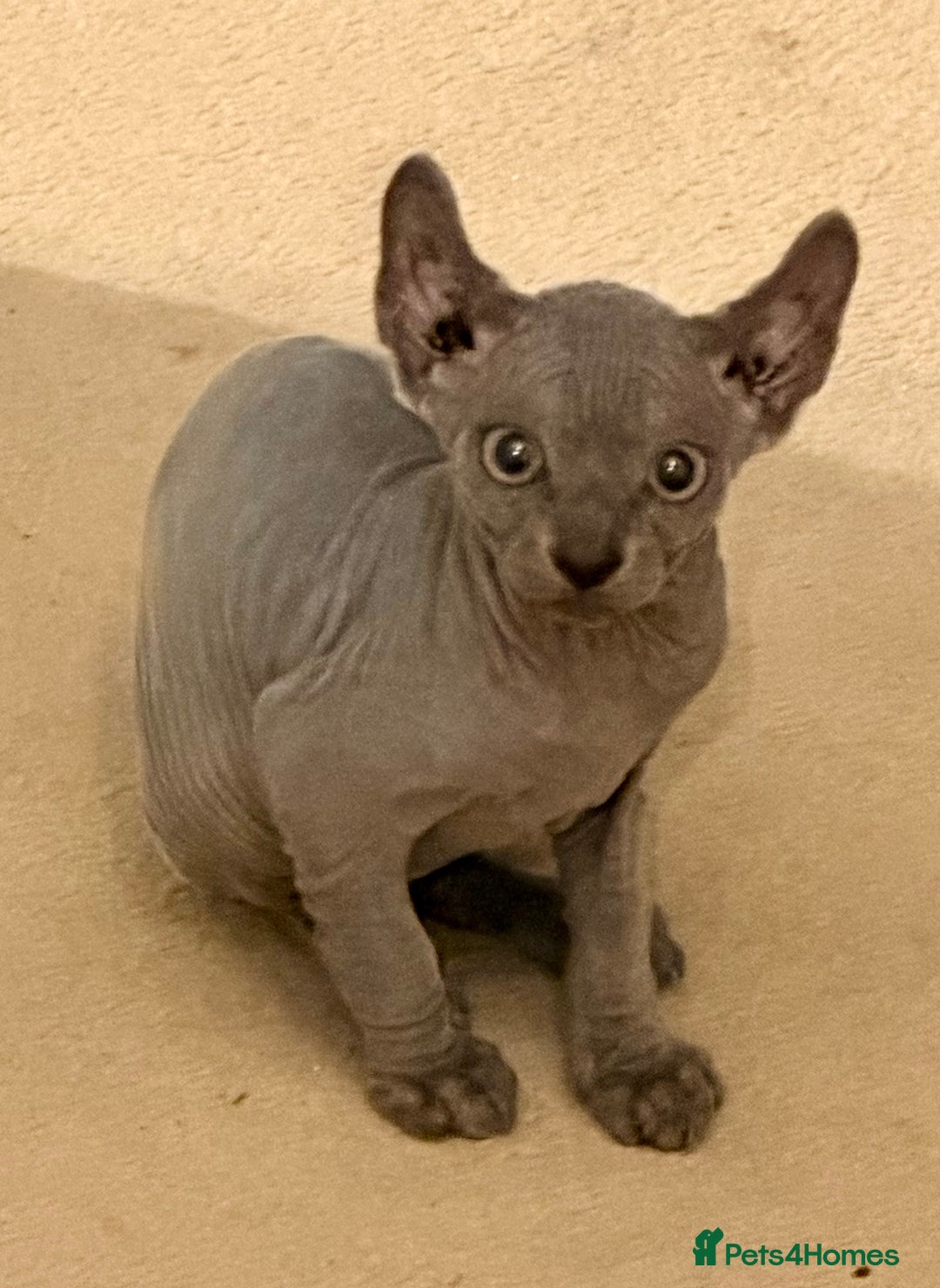Sphynx cats for sale: Dwelf and Elf kittens - Image 18