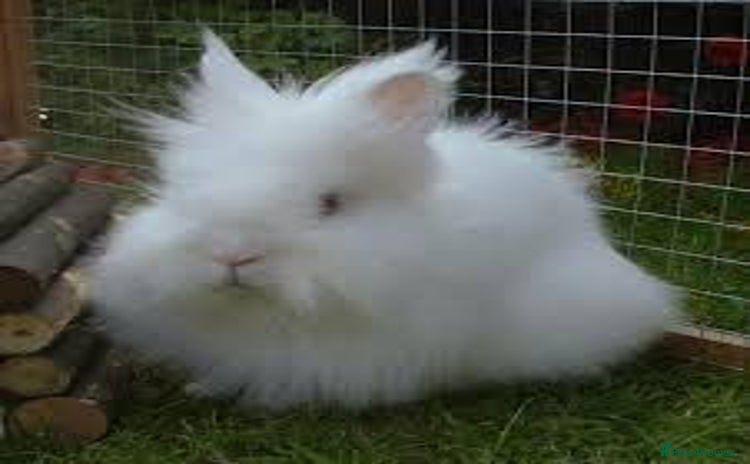 Lionhead rabbits - Advert 1
