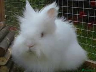 Lionhead rabbits - Advert 3