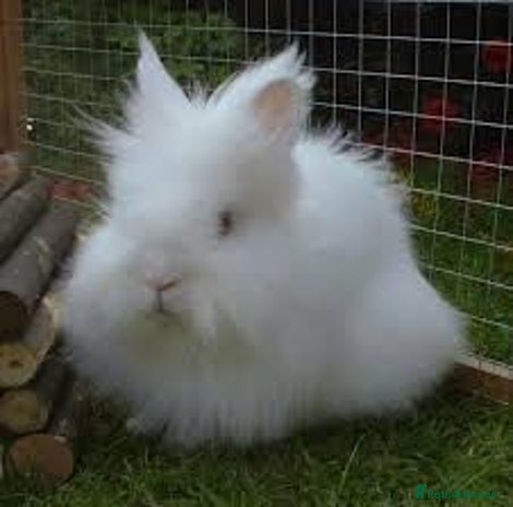 Lionhead rabbits - Advert 1