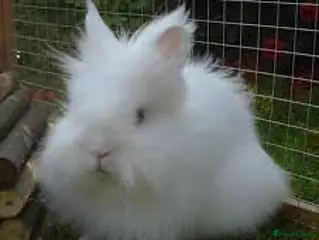 Lionhead rabbits Lionhead rabbit - Advert 13