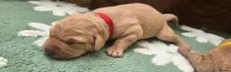 Labrador Retriever dogs for sale: Fox red labrador puppies KC Registered - Advert 12
