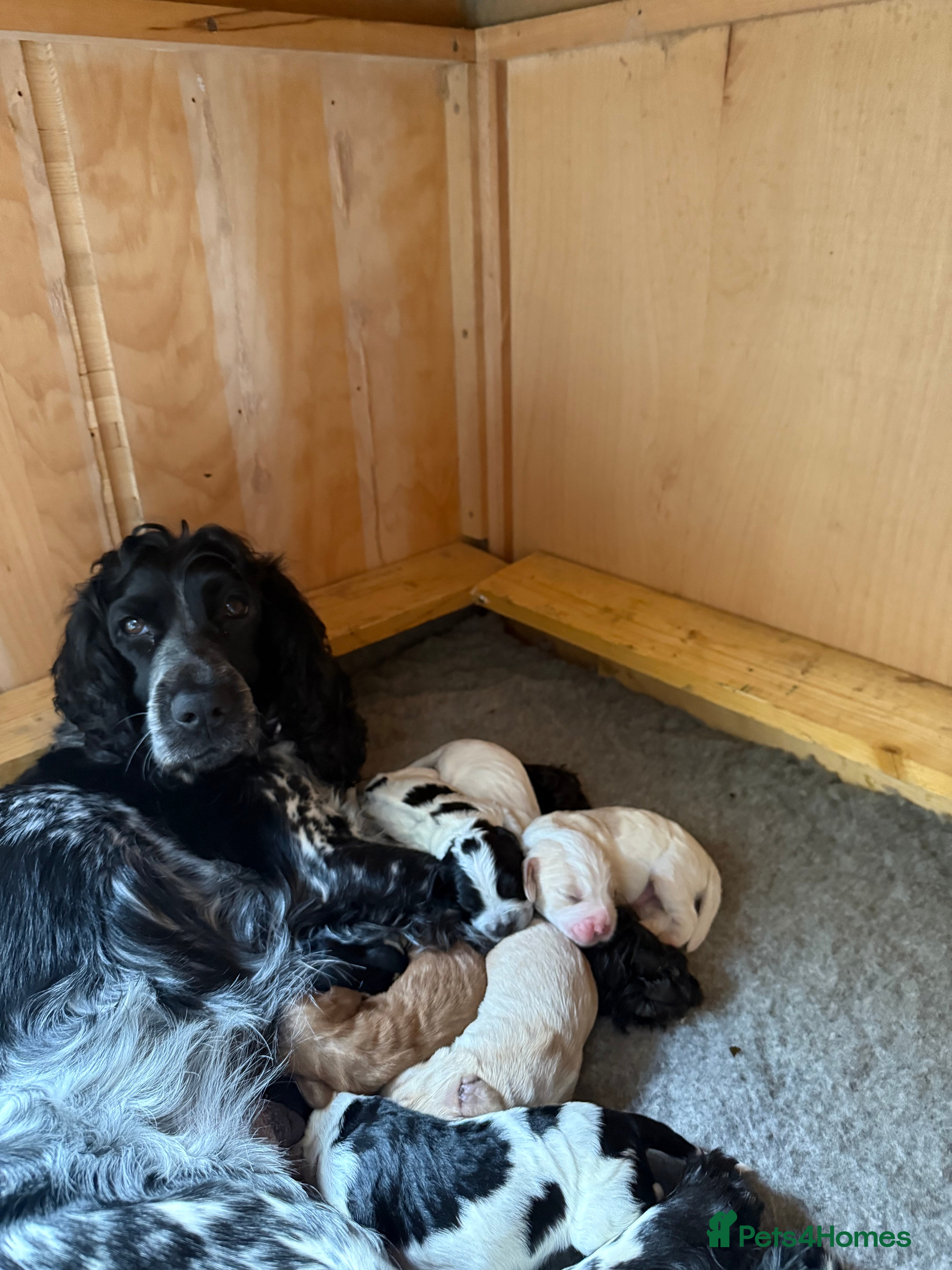 Cockapoo dogs Puppies - Advert 1