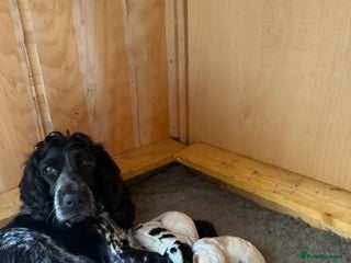 Cockapoo dogs Puppies - Advert 1