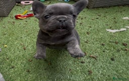 French Bulldog dogs for sale: 7 week old kC French bulldogs - Image 28