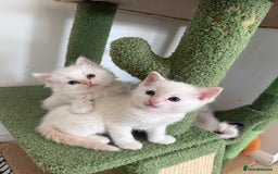 Ragdoll cats for sale: 8 ragdoll kittens, flame point, seal & blue point - Image 5