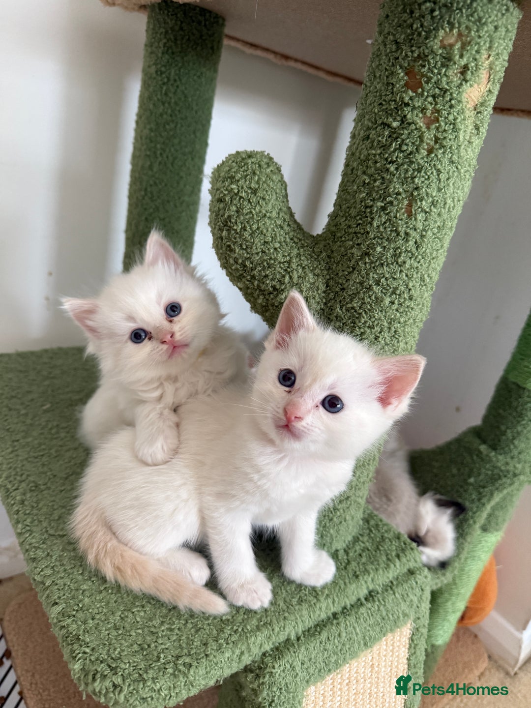 Ragdoll cats for sale: 8 ragdoll kittens, flame point, seal & blue point - Image 5