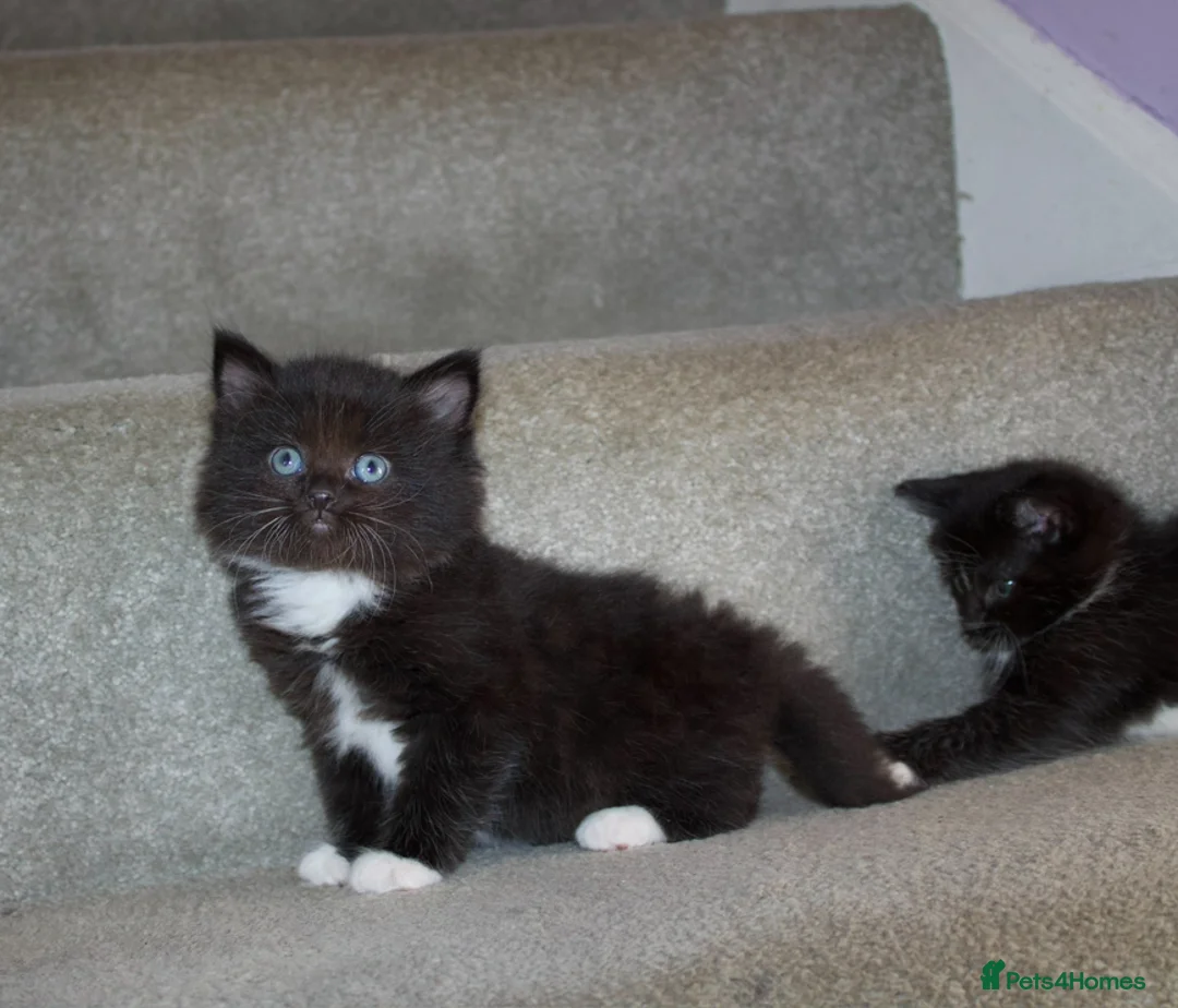 Mixed Breed cats for sale: Adorable Ragdoll cross kittens for sale - Advert 1