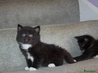 Mixed Breed cats Adorable black and white kittens for sale - Advert 4