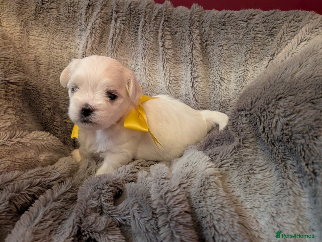 Maltese dogs for sale: Beautiful Small Size Maltese ONLY TWO PUPPIES LEFT - Image 20