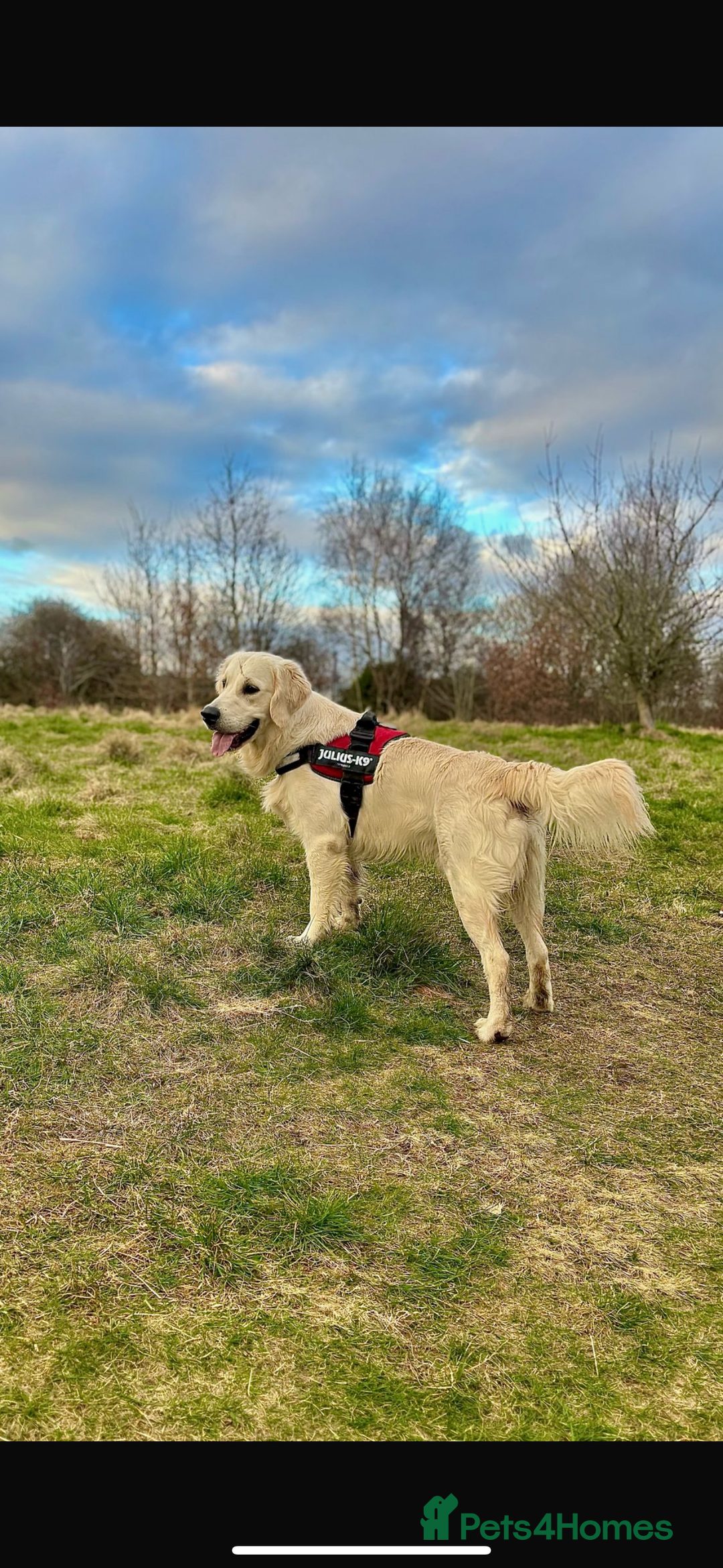 Golden Retriever dogs for sale: Golden Retriever Puppies - Image 7