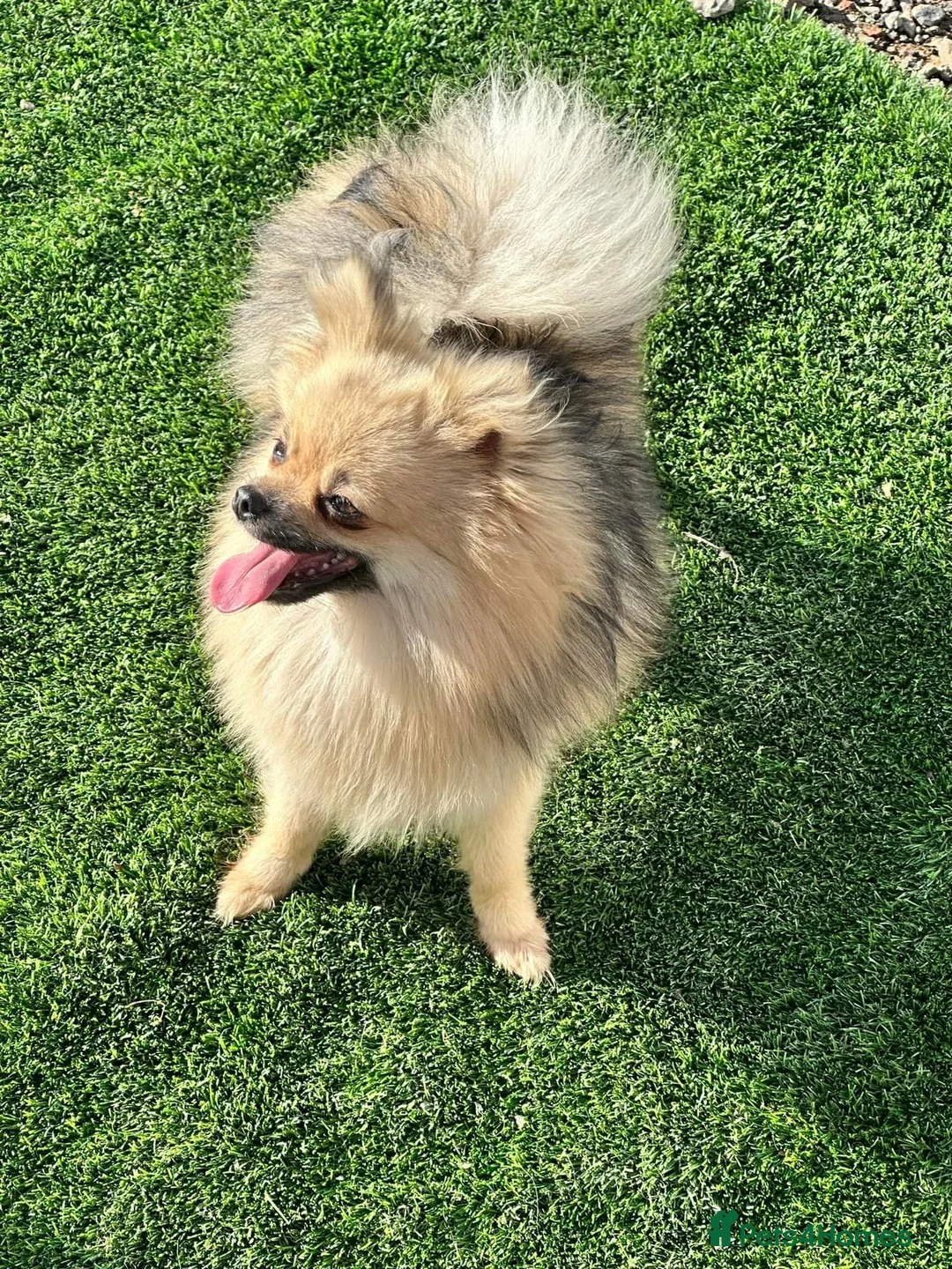 Pomeranian dogs for sale: Pomeranian Puppies - Advert 11