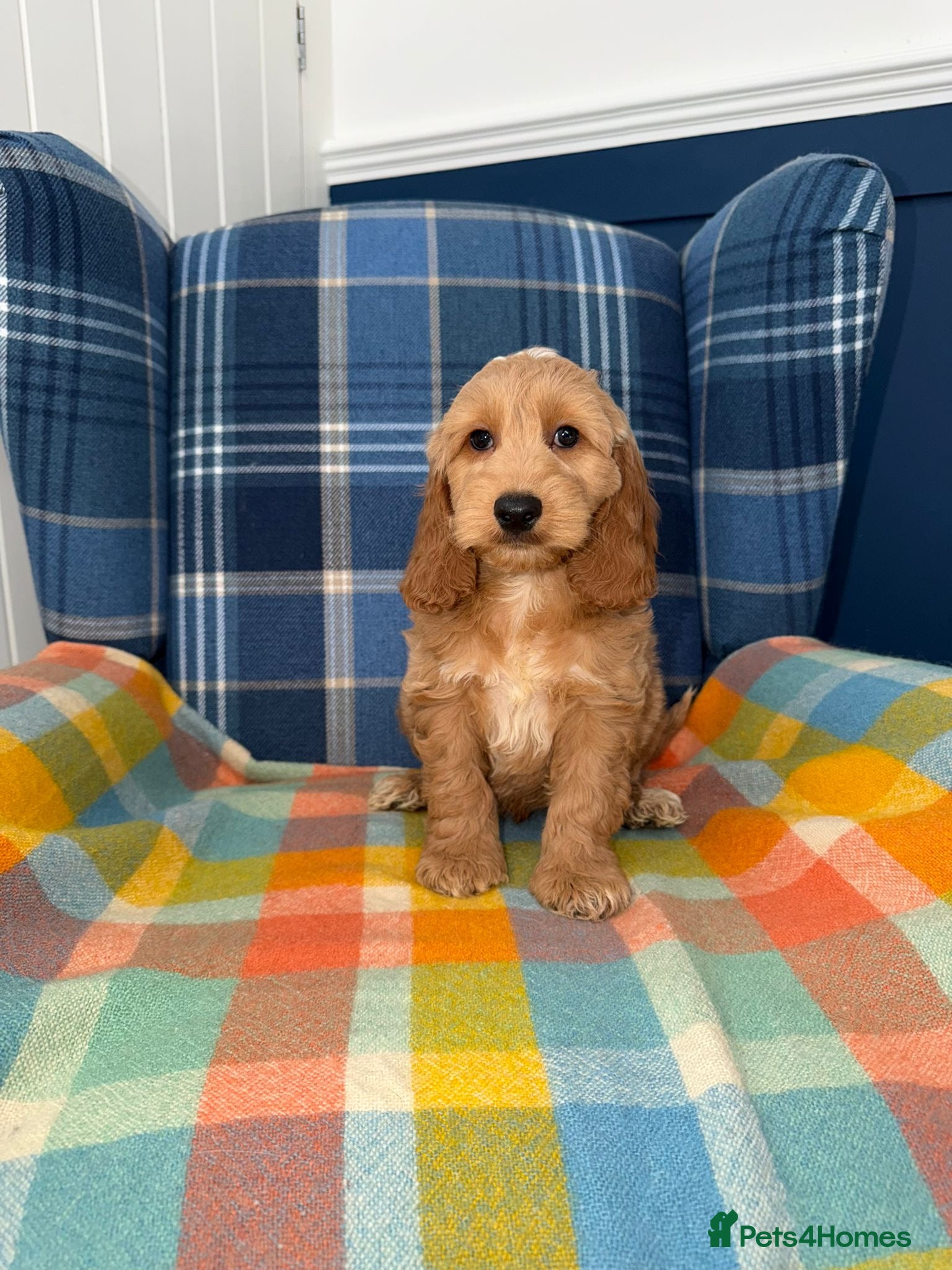 Cockapoo dogs Stunning Cockapoo's READY NOW  - Advert 1