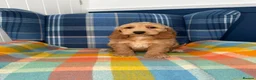 Cockapoo dogs for sale: Stunning Cockapoo's READY NOW  - Advert 2