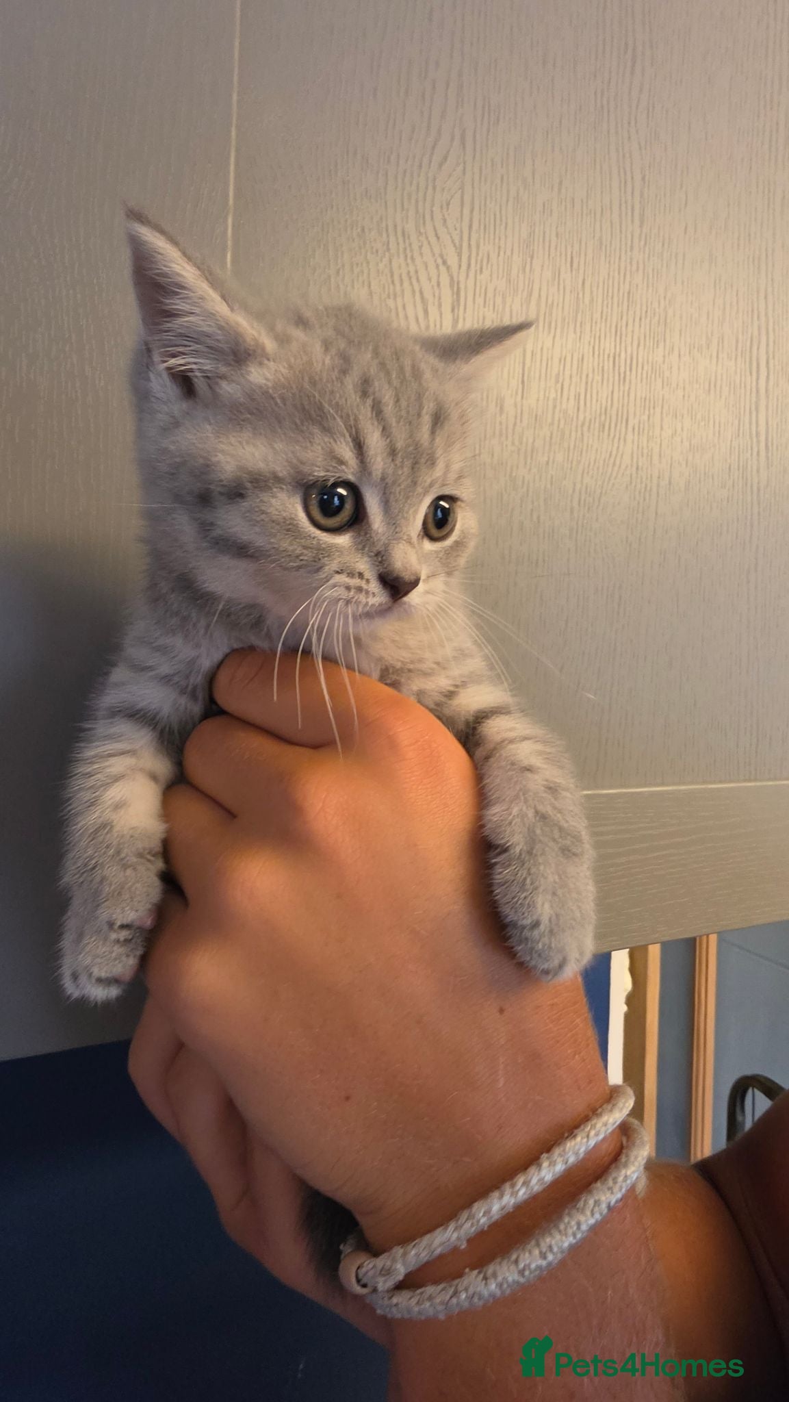 British Shorthair cats Beautiful little of BSH  - Advert 11