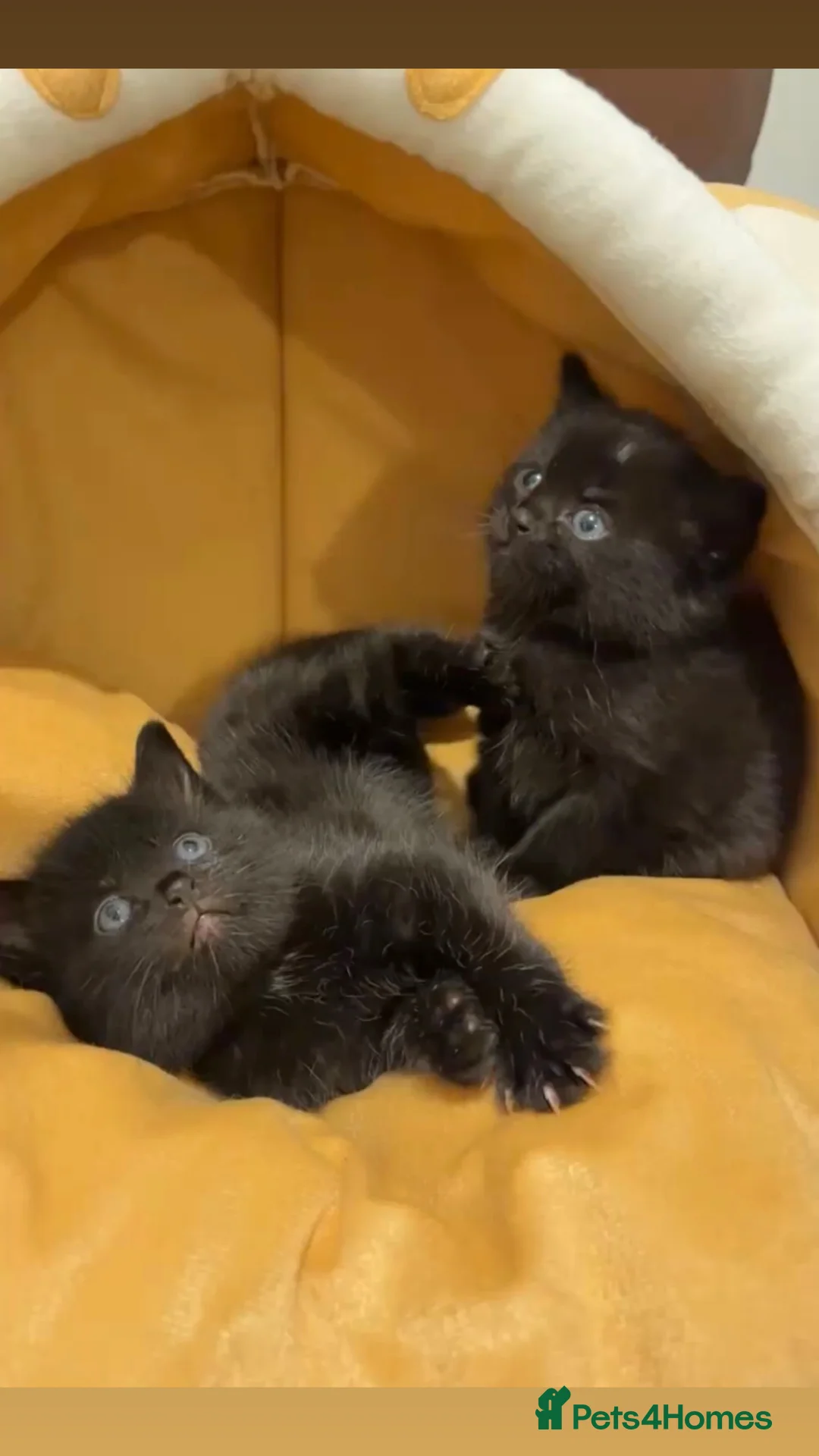 Scottish Fold cats for sale: Gorgeous Scottish fold kittens.💙 - Advert 8