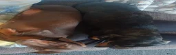 Dachshund dogs for sale: 2 female sister dachshunds  - Advert 8