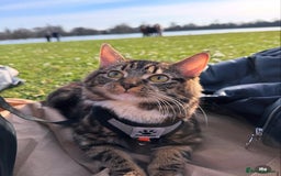 British Longhair cats for sale: Cat needs new home - Image 1
