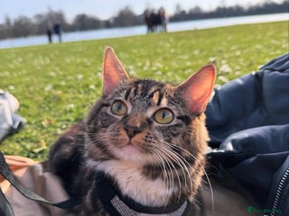 British Longhair cats - Advert 27