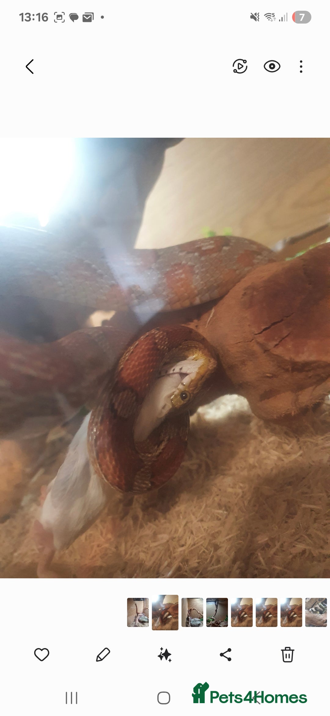Corn Snake reptiles for sale: Happy corn snake comes with full set up  - Advert 6