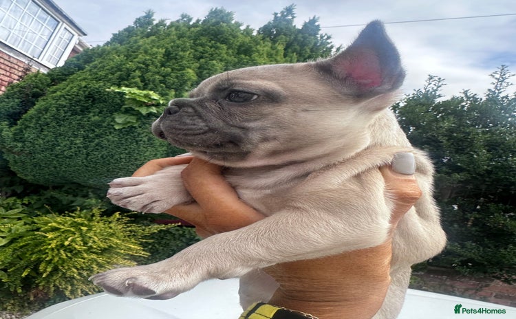 French Bulldog dogs - Advert 6