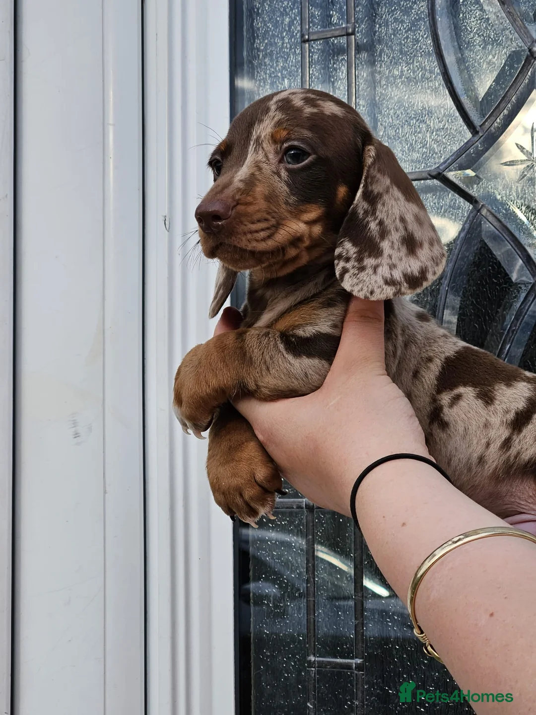 Dachshund dogs for sale: Miniature dachshund puppies for sale - Advert 9