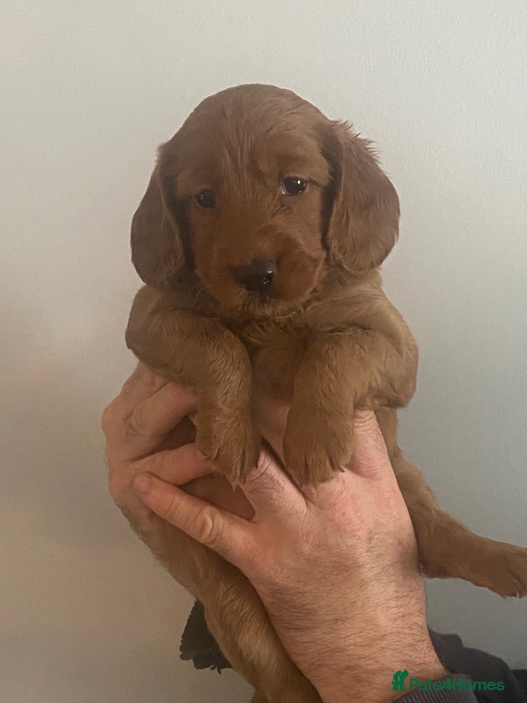 Cockapoo dogs for sale: Cockapoo pups for sale  - Advert 26