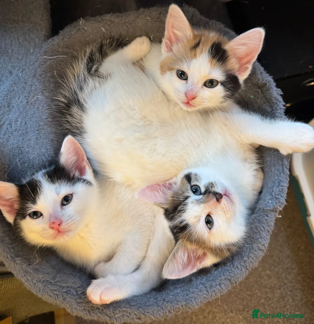 Domestic Shorthair cats for sale: Adorable kittens looking for loving homes 🐱 - Advert 1