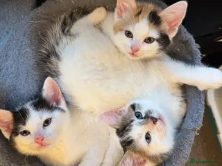 Domestic Shorthair cats Adorable kittens looking for loving homes 🐱 - Advert 1