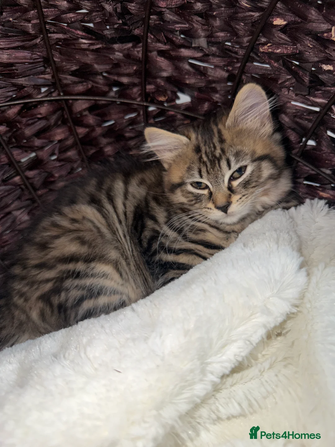 British Shorthair cats for sale: Kitten  - Advert 3