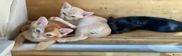 Burmese cats for sale: Cuddly Cream boy & Two beautiful Black Torties - Advert 35