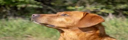 Labrador Retriever dogs for stud: Fox Red Labrador Stud - Jackson  - Advert 5
