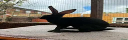 Belgian Hares rabbits for sale: Baby hares looking for new postcodes - Advert 12