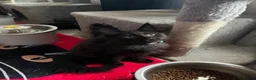 Maine Coon cats for sale: Beautiful 🐈‍⬛  - Advert 17