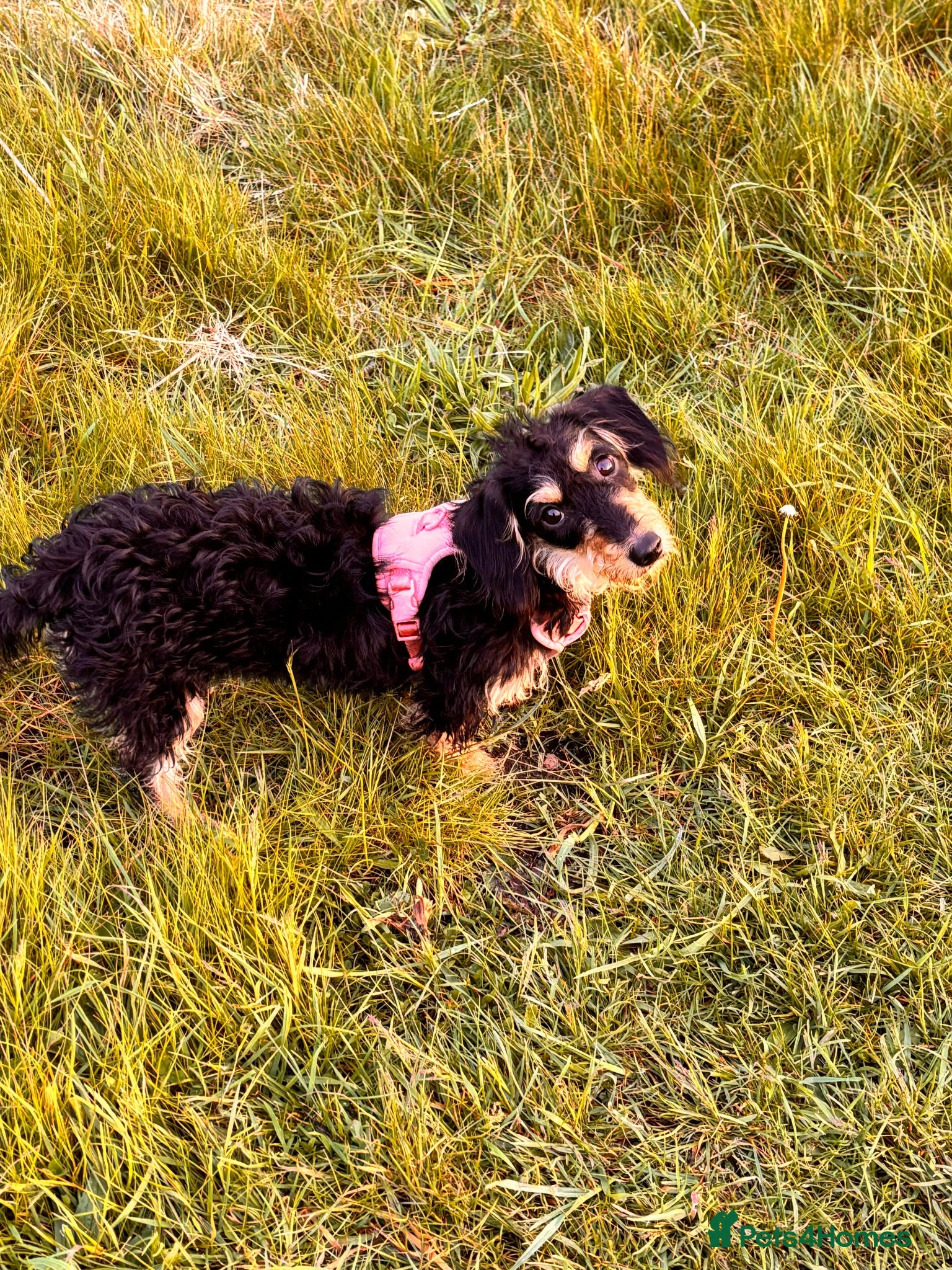 Mixed Breed dogs Mable - Advert 4