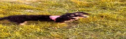 Mixed Breed dogs for sale: Mable in Houghton le Spring - Advert 1