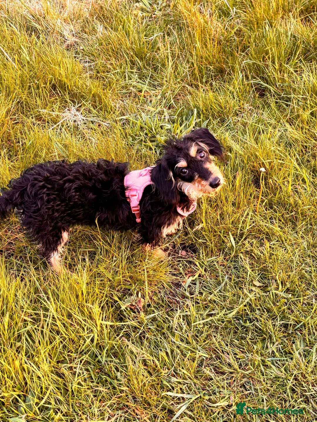 Mixed Breed dogs for sale: Mable in Houghton le Spring - Advert 1