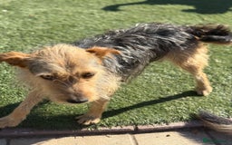 Mixed Breed dogs for adoption: Sweet Trixie Needs LOVE - Image 14