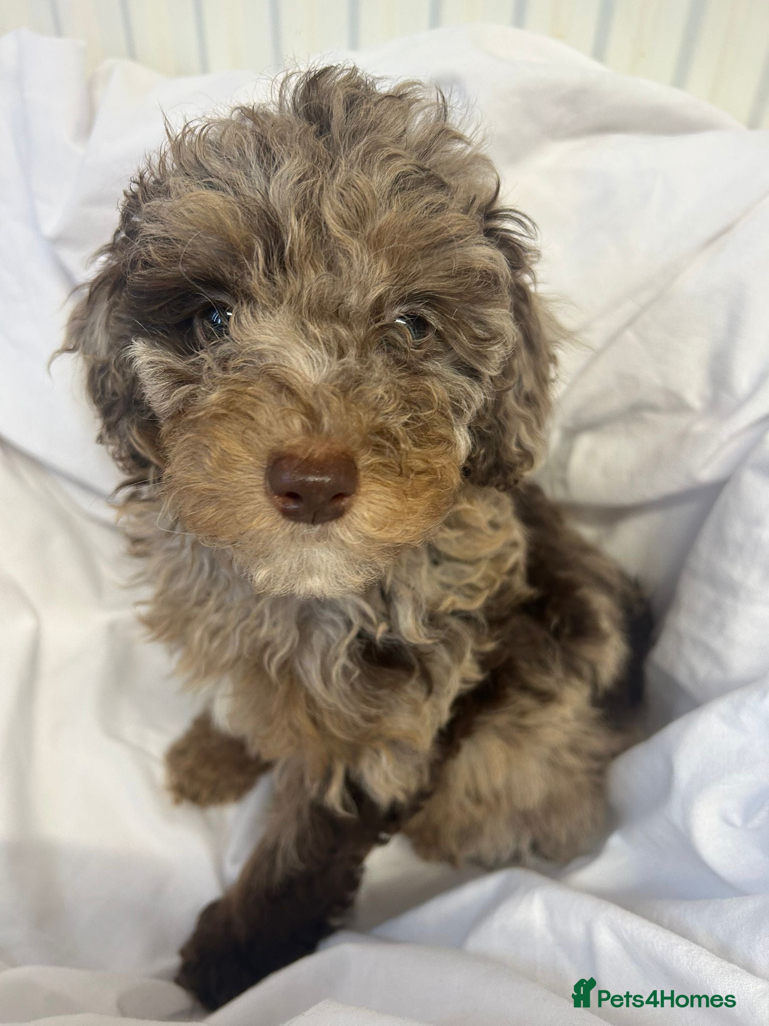 Mixed Breed dogs Healthy Pure Poodle Puppies (3 left) - Advert 8