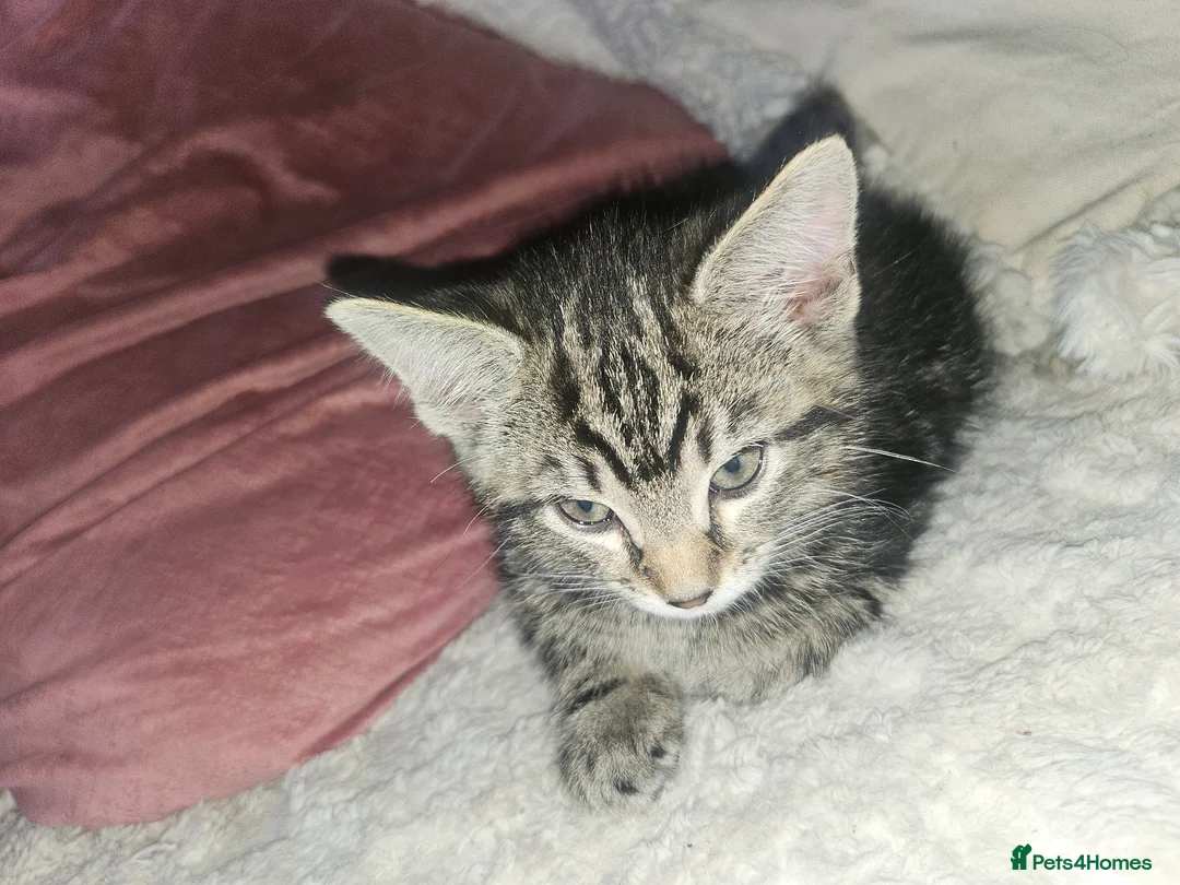 Mixed Breed cats for sale: 3 beautiful kittens ready to go  - Advert 1