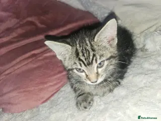 Mixed Breed cats 3 beautiful kittens ready to go - Advert 1