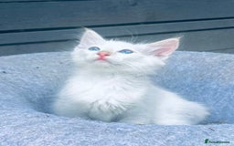 Ragdoll cats for sale: Ragdoll kitten  - Image 9