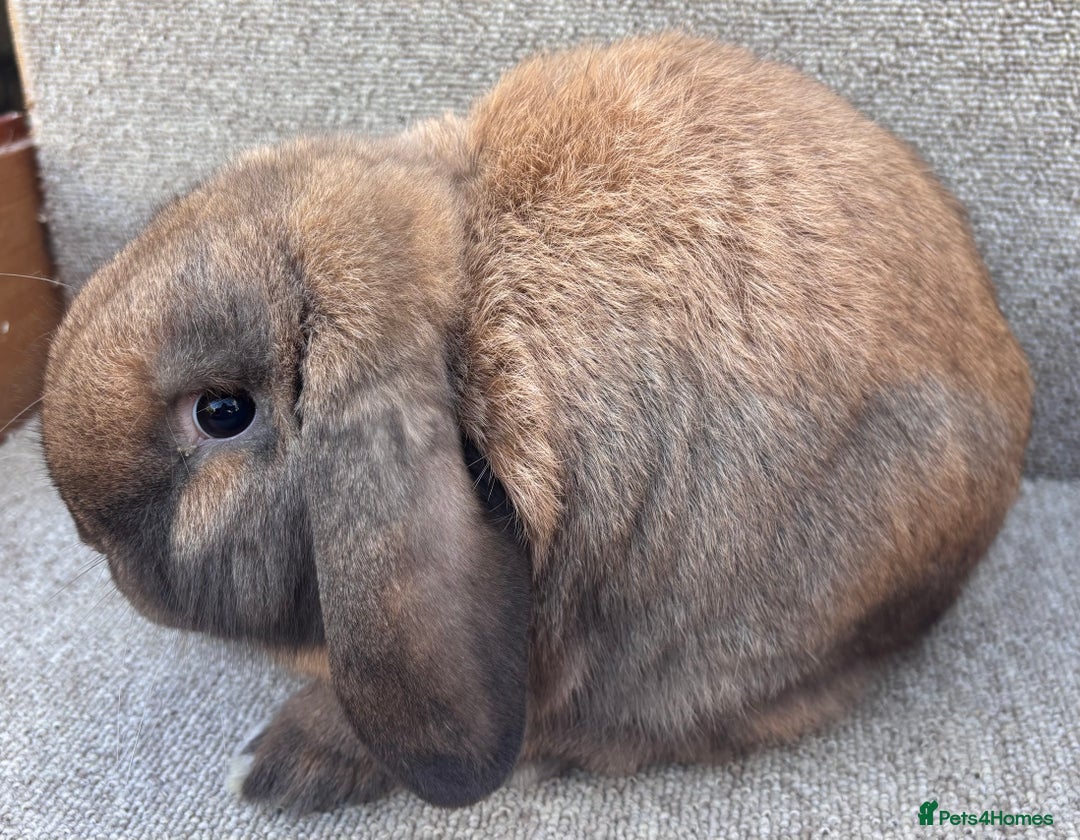 Dwarf Lop rabbits for sale: Dwarf Lop Baby Rabbits - Advert 5
